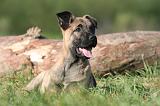 MALINOIS 983